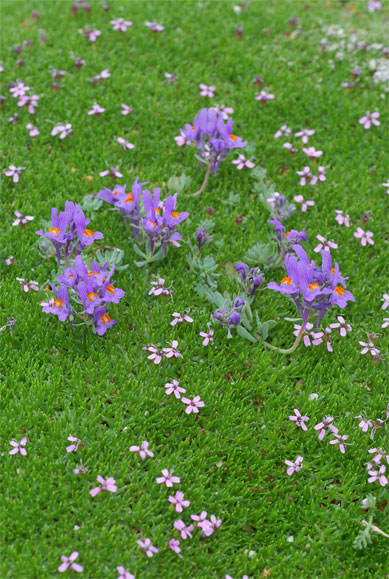 Linaria   alpina   (L.) Mill.  dans Silene   acaulis   subsp.   exscapa   (All.) Killias