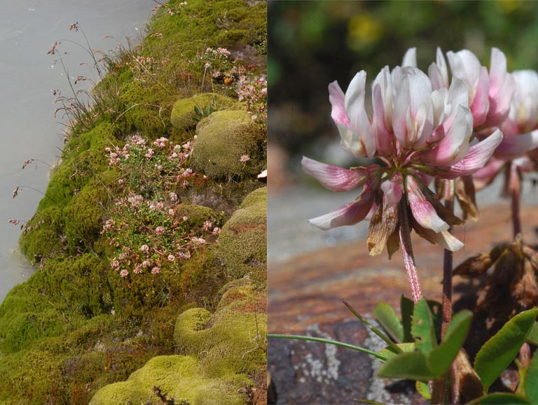 Trifolium   pallescens   Schreb.
