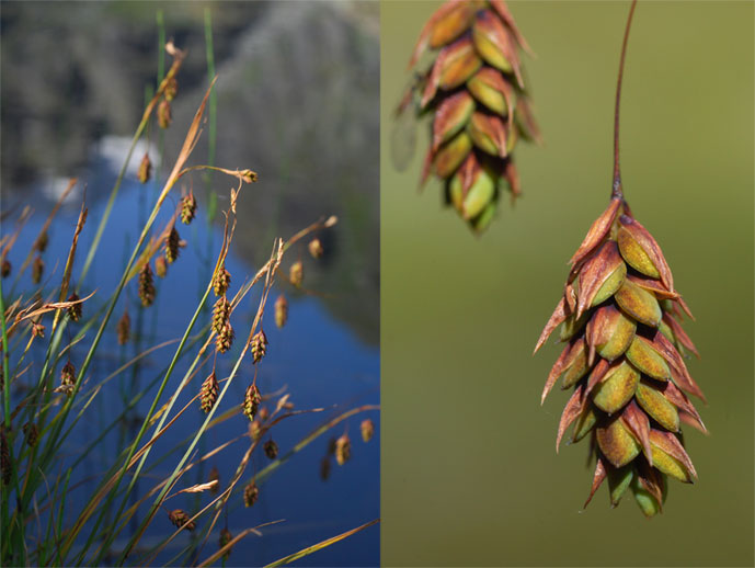 Carex   magellanica   subsp.   irrigua   (Wahlenb.) Hiitonen