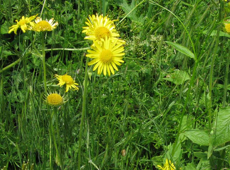 Capitules, environ 3 cm