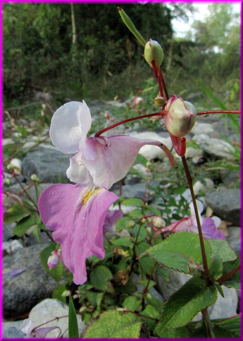 Impatiens glandulifera