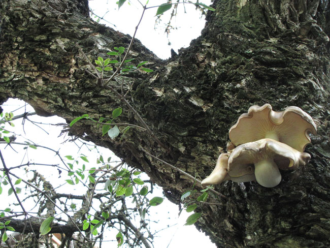 Hypsizygus ulmarius (Famille Tricholomataceae, tribu Lyophylleae).