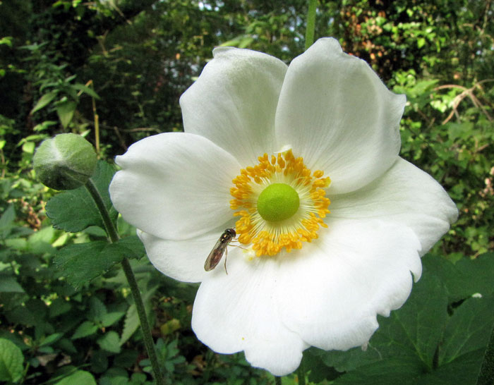 Anemone japonica