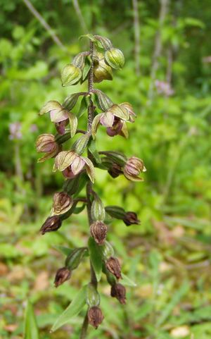 Epipactis.JPG