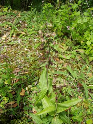 Epipactis2.JPG