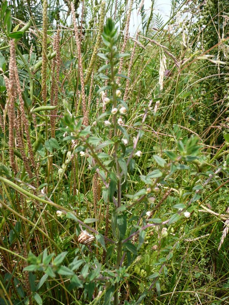 P1010515.JPG