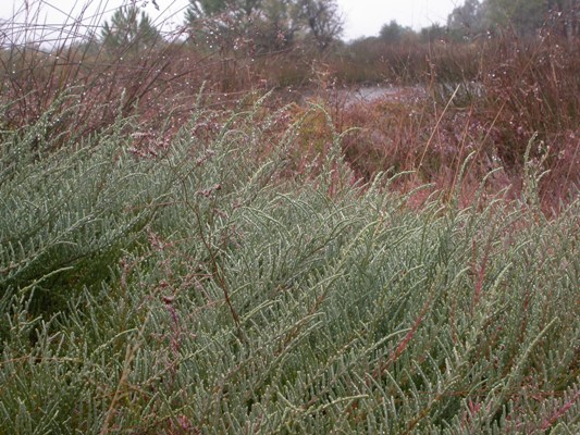 Arthrocnemum macrostachyum 1.JPG