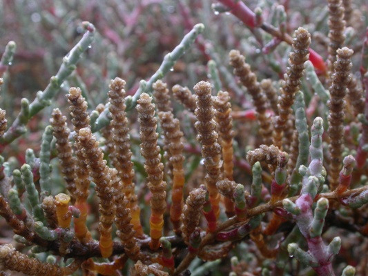 Arthrocnemum macrostachyum 2.JPG