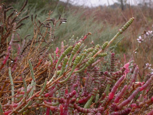 Sarcocornia fruticosa 1.JPG