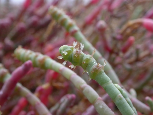 Sarcocornia fruticosa 2.JPG