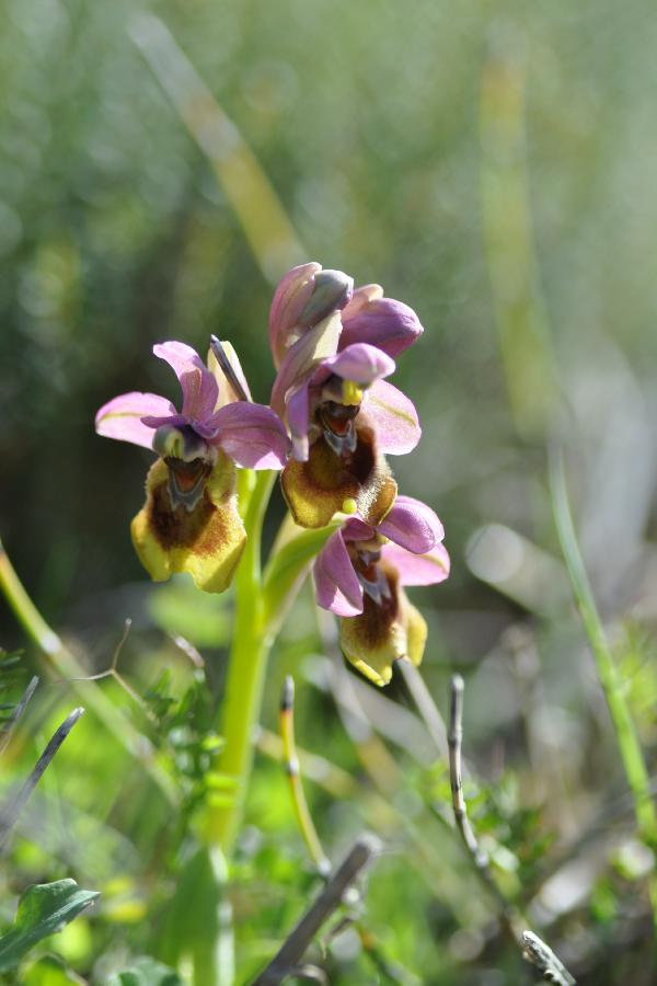 ophrys tenthredinifera.jpg