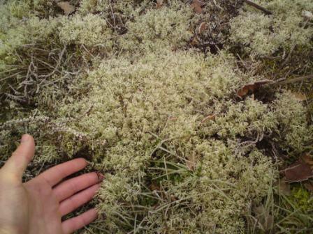 lichen sp ? ( en lande sur du schiste)