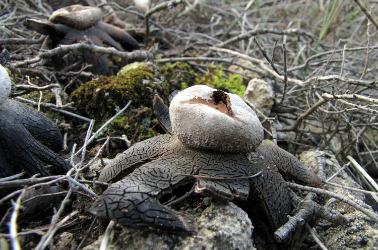 Astraeus hygrometricus