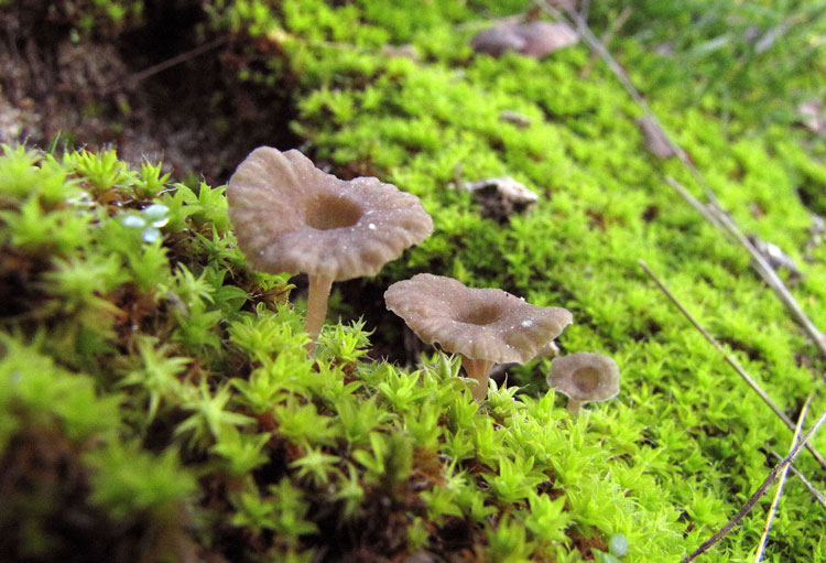 Arrhenia rickenii