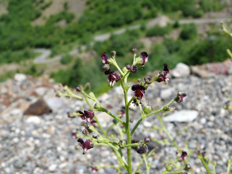scophularia.jpg