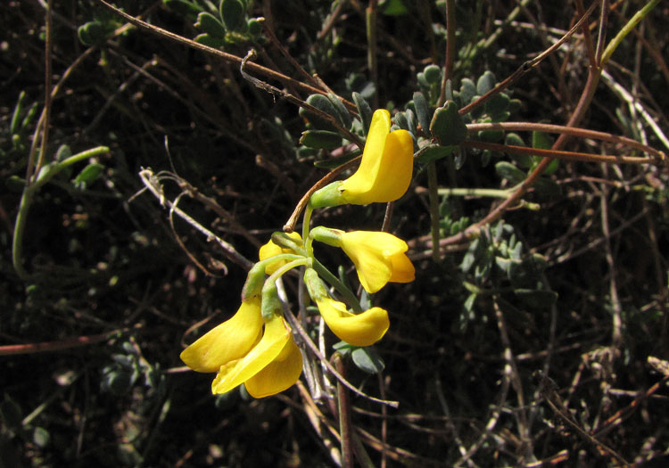 Petitie coronille (Coronilla minima)