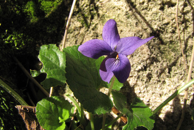 Viola...