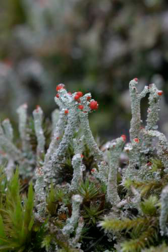 cladonia sp.jpg