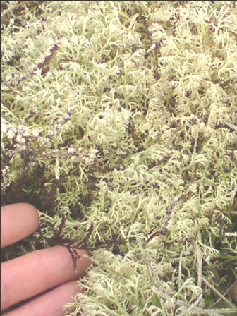cladonia sp (2).JPG