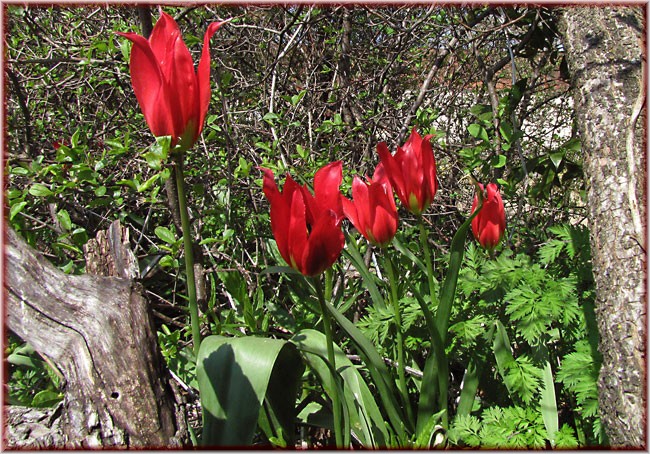 Tulipa-agenensis-10k.jpg