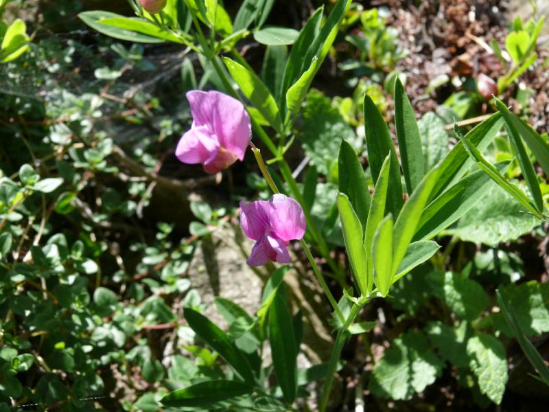 lathyrus.jpg