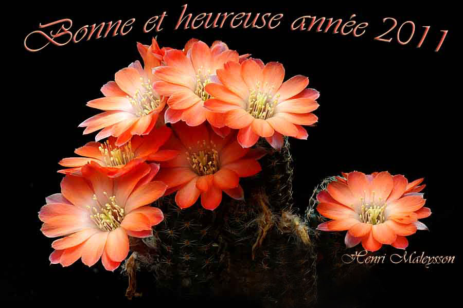 Voeux-2011.jpg