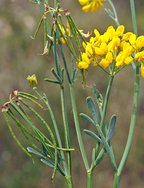 Coronilla juncea.jpg