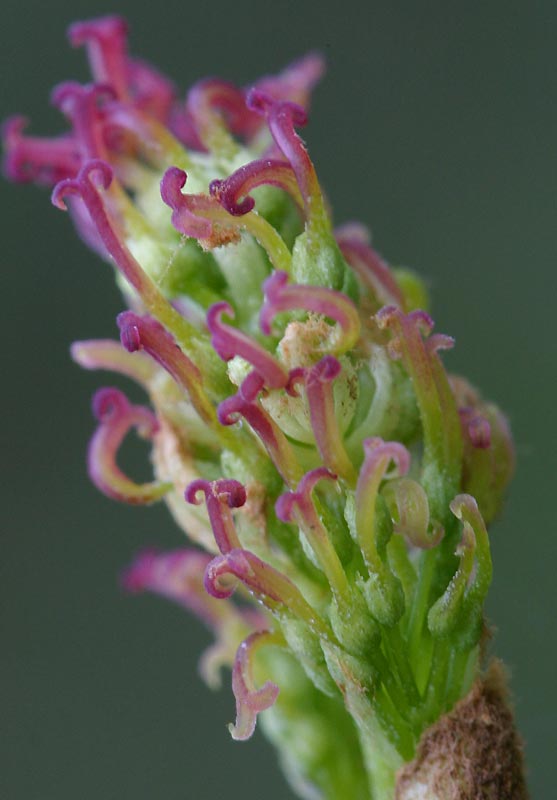 fleurs-femelles.jpg
