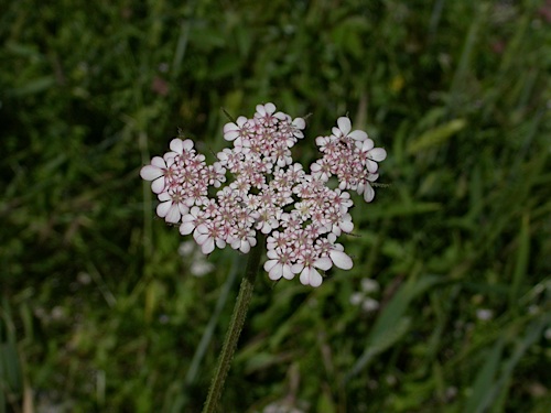 Turgenia latifolia.jpg