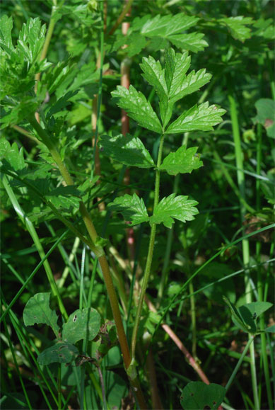 Potentilla supina L.