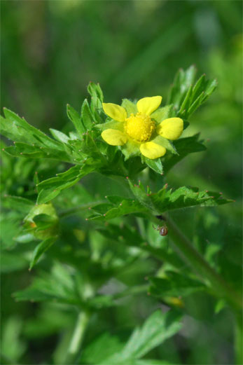 Potentilla supina L.