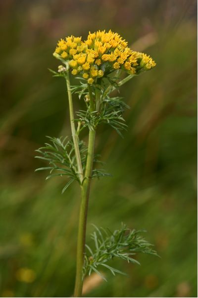 Senecio adonifolius  jeu [800x600].JPG