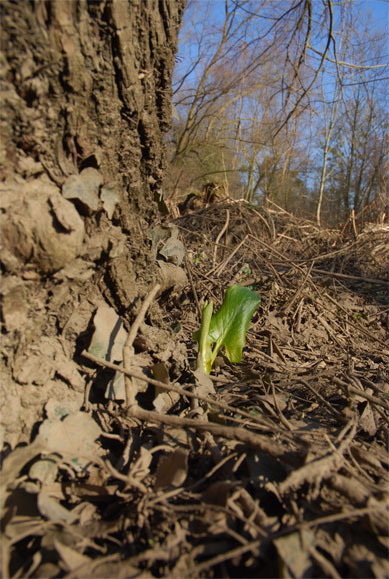 Arum maculatum, immaculé !