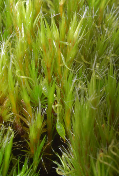 Campylopus introflexus