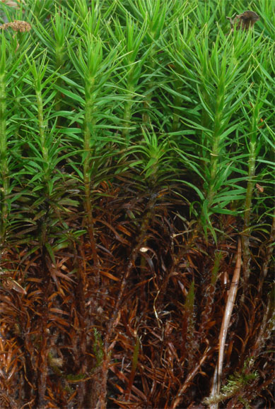 Polytrichastrum formosum