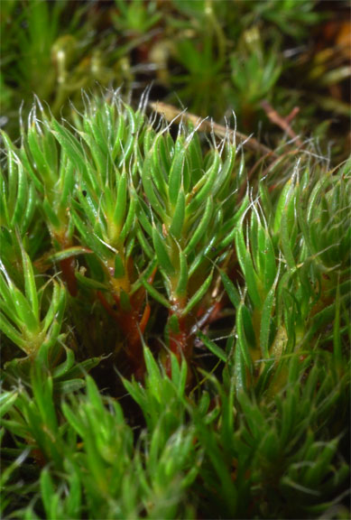 Polytrichum piliferum