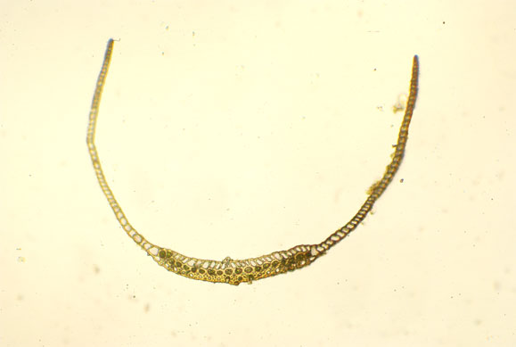 C. introflexus, tranche feuille