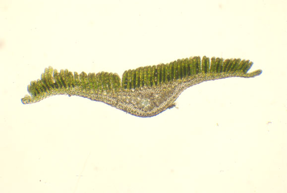 P. formosum, tranche feuille