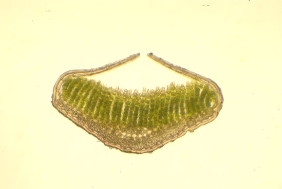 P. piliferum, tranche feuille