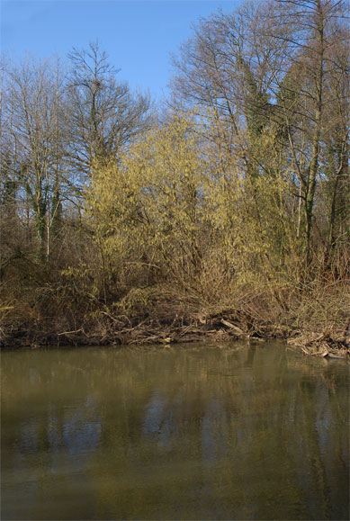 Corylus avellana sur l'autre rive
