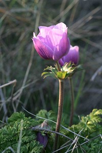 Anemone au Castellet