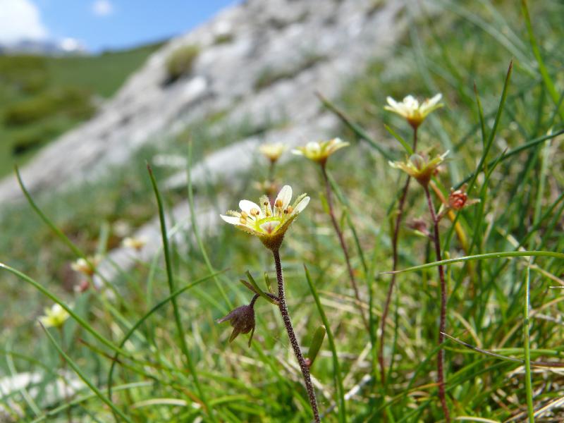 saxifrage.jpg