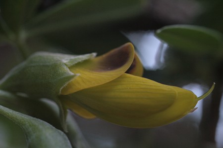 Anagyris à st anne d'évenos