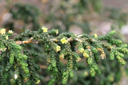 Thymelaea hirsuta à la presqu'île du Gaou