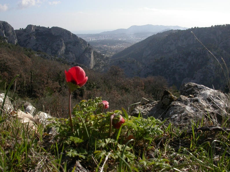 Anemone coronaria forme rouge pl.2.JPG