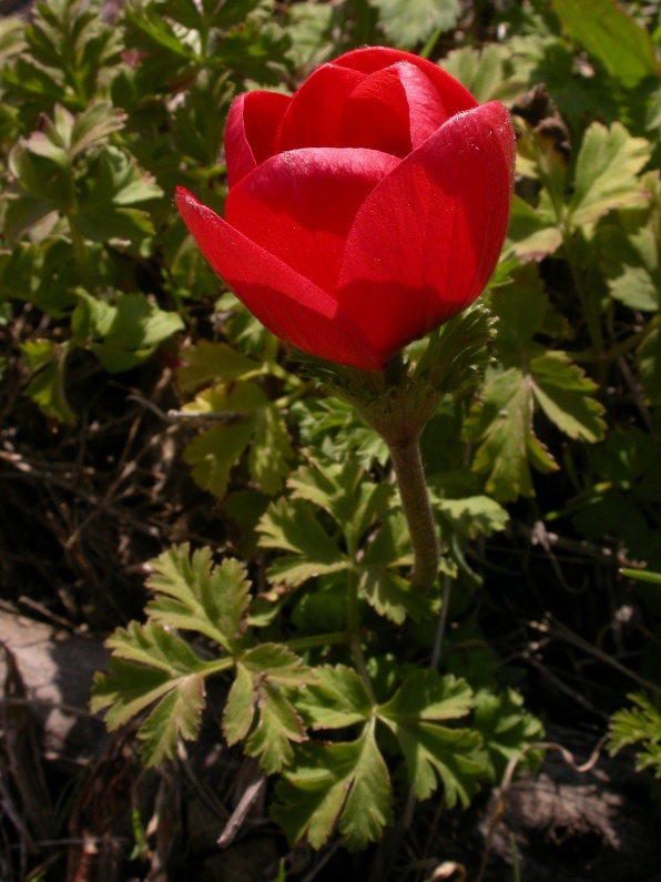 Anemone coronaria forme rouge pl.35.JPG