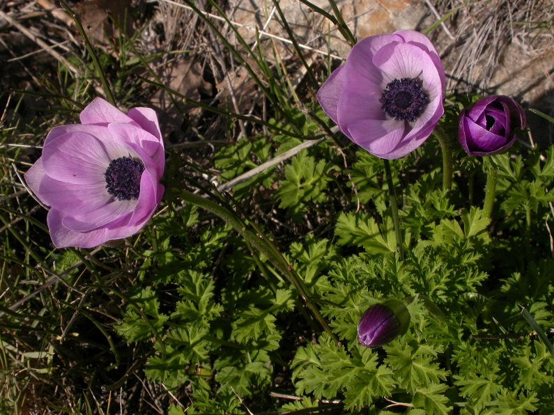 Anemone coronaria pl.9.JPG