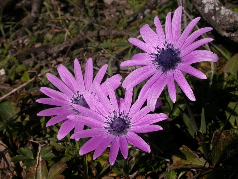 Anemone hortensis fl..JPG