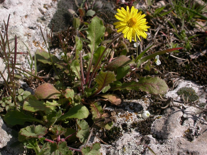 Crepis sancta pl.2.JPG