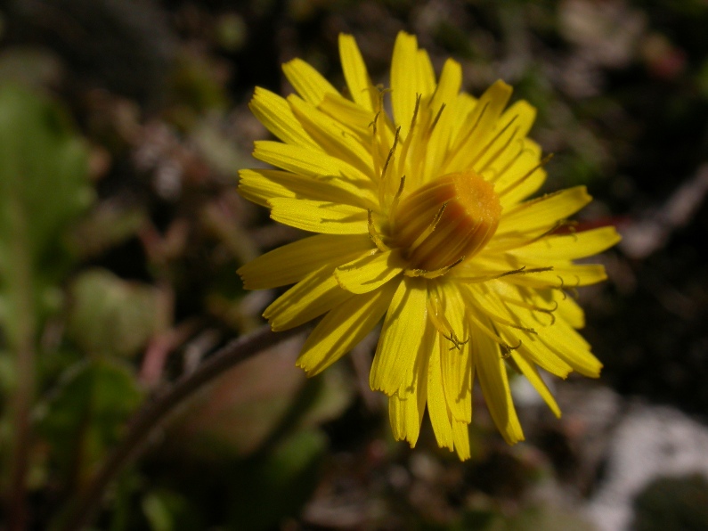 Crepis sancta infl..JPG